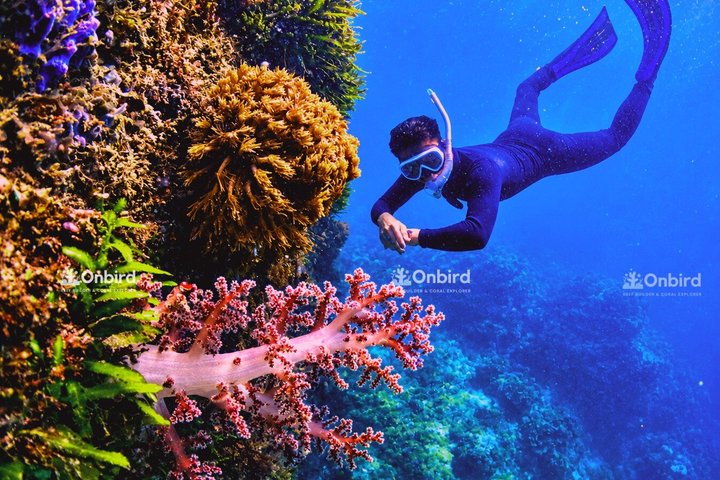 PRO-SNORKELING to Explore Hidden Coral Reefs (MAX 10 PAX) | wizardtrip