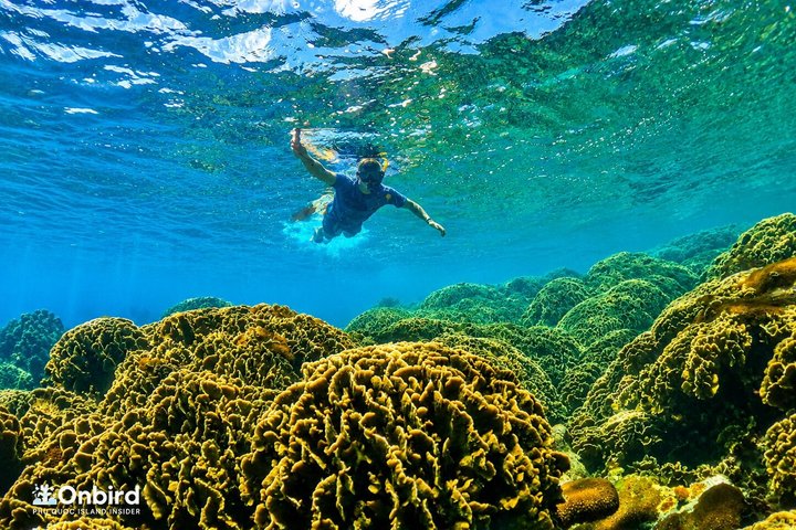 Professional small-group speedboat snorkeling tour exploring vibrant coral reefs in Phu Quoc, photo 6 | wizardtrip