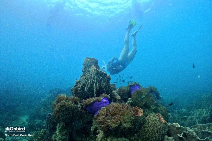Professional small-group speedboat snorkeling tour exploring vibrant coral reefs in Phu Quoc, photo 7 | wizardtrip