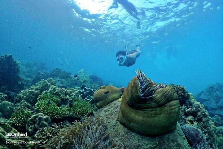 Professional small-group speedboat snorkeling tour exploring vibrant coral reefs in Phu Quoc, photo 8 | wizardtrip