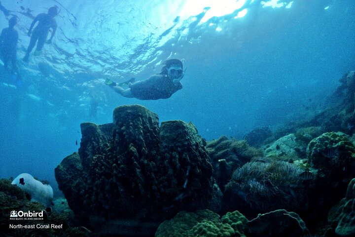 Professional small-group speedboat snorkeling tour exploring vibrant coral reefs in Phu Quoc, photo 9 | wizardtrip