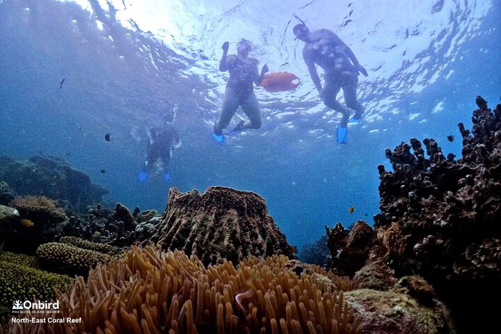 Professional small-group speedboat snorkeling tour exploring vibrant coral reefs in Phu Quoc, photo 11 | wizardtrip