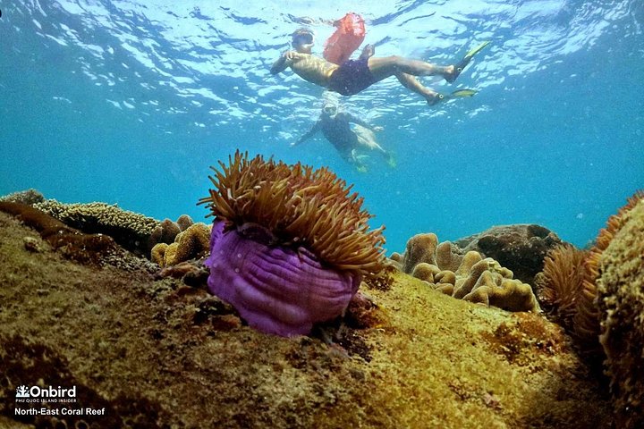 Professional small-group speedboat snorkeling tour exploring vibrant coral reefs in Phu Quoc, photo 12 | wizardtrip