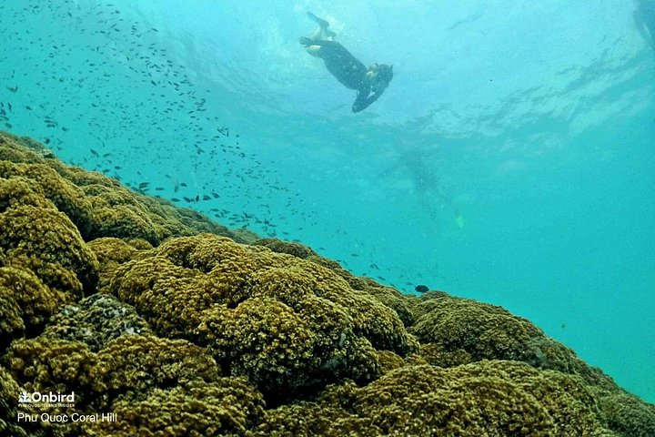Professional small-group speedboat snorkeling tour exploring vibrant coral reefs in Phu Quoc, photo 15 | wizardtrip