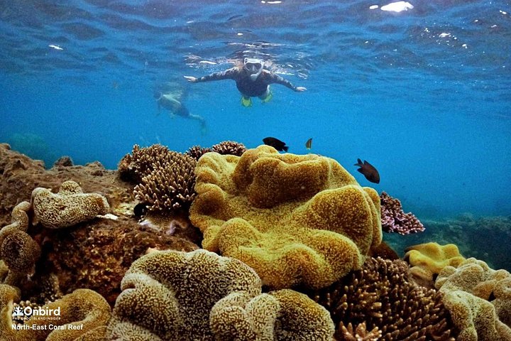 Professional small-group speedboat snorkeling tour exploring vibrant coral reefs in Phu Quoc, photo 19 | wizardtrip