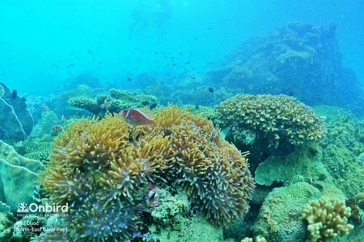 Professional small-group speedboat snorkeling tour exploring vibrant coral reefs in Phu Quoc, photo 26 | wizardtrip