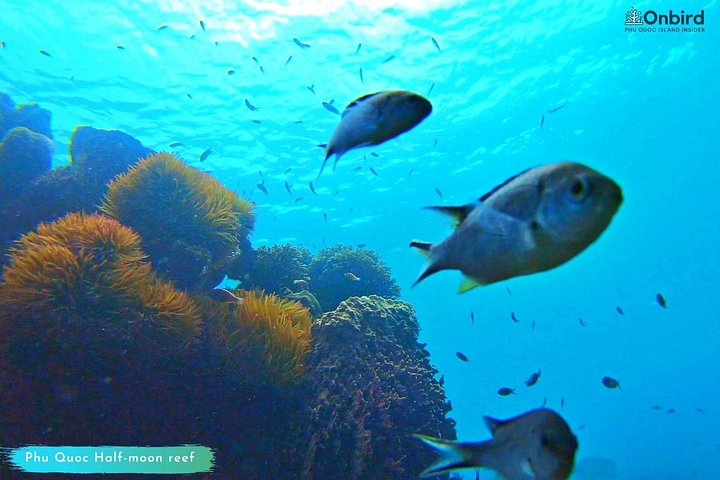 Professional small-group speedboat snorkeling tour exploring vibrant coral reefs in Phu Quoc, photo 30 | wizardtrip