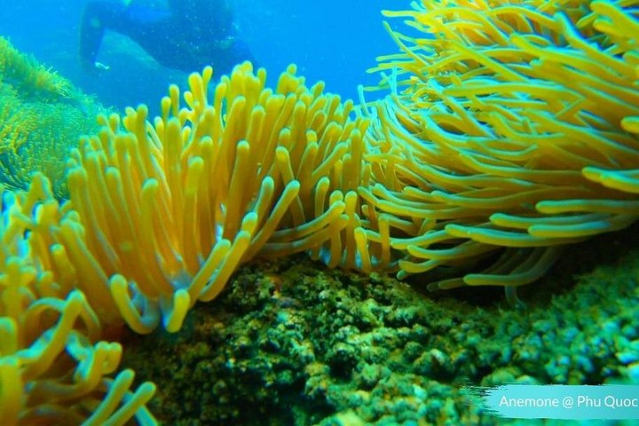 Professional small-group speedboat snorkeling tour exploring vibrant coral reefs in Phu Quoc, photo 34 | wizardtrip