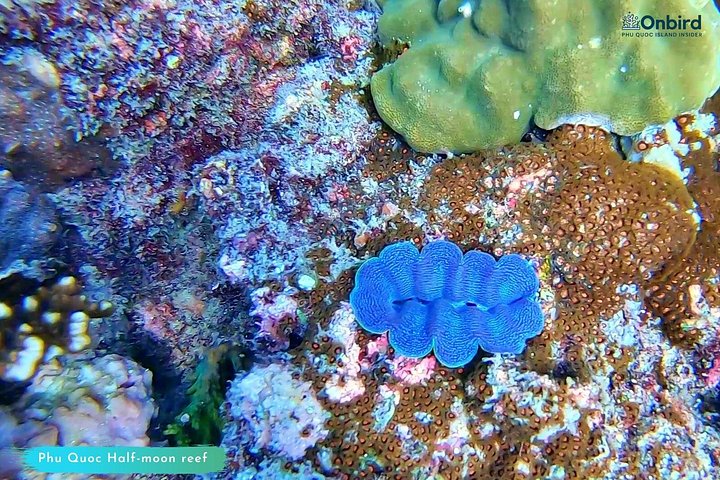 Professional small-group speedboat snorkeling tour exploring vibrant coral reefs in Phu Quoc, photo 35 | wizardtrip