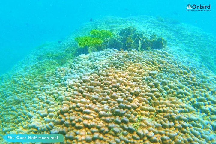 Professional small-group speedboat snorkeling tour exploring vibrant coral reefs in Phu Quoc, photo 37 | wizardtrip