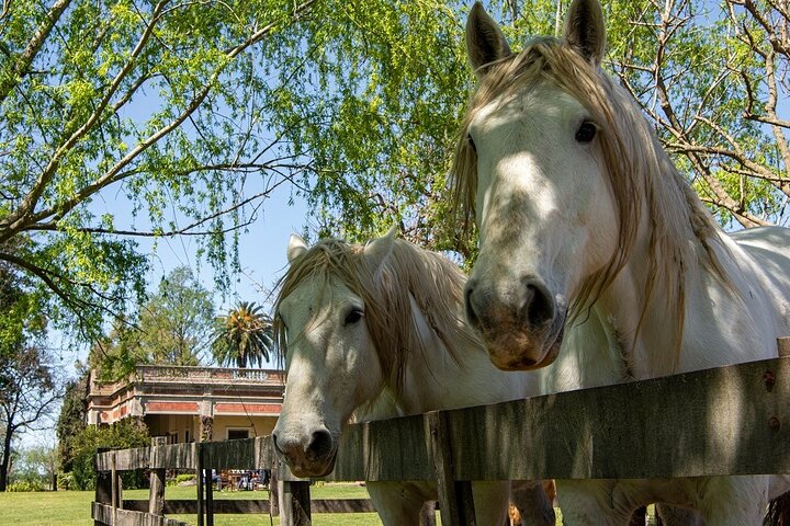 Gaucho Dagtocht op een boerderij in Buenos Aires | wizardtrip