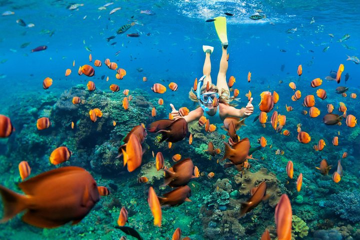 Snorkel & Swim with Turtles. Semi Private Tour to Buck Island & Honeymoon Beach | wizardtrip