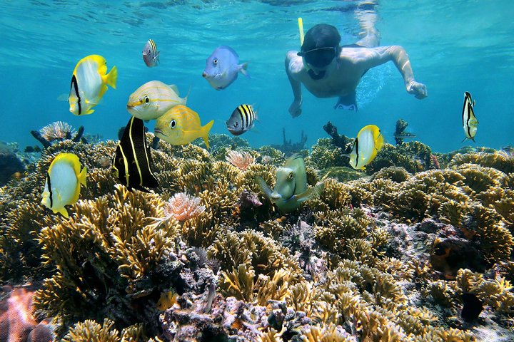 Tour in barca semi-privato per snorkeling con tartarughe e visita a Honeymoon Beach a St. Thomas, foto 12 | wizardtrip