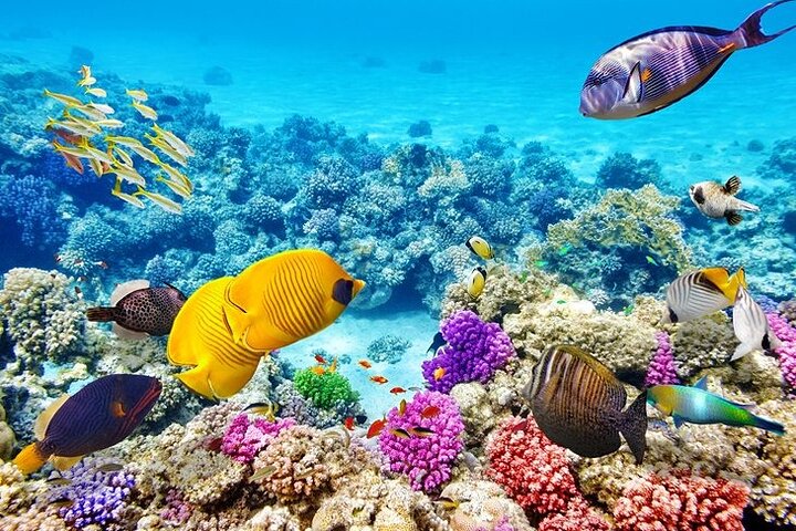 Private speed boat trip in Hurghada with dolphin swimming, snorkeling, and island visit, photo 17 | wizardtrip
