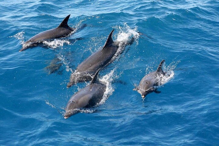 Private speed boat trip in Hurghada with dolphin swimming, snorkeling, and island visit, photo 18 | wizardtrip
