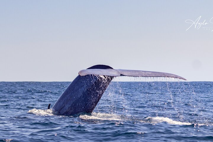 Azores Whale Watching Tour – Ponta Delgada | wizardtrip
