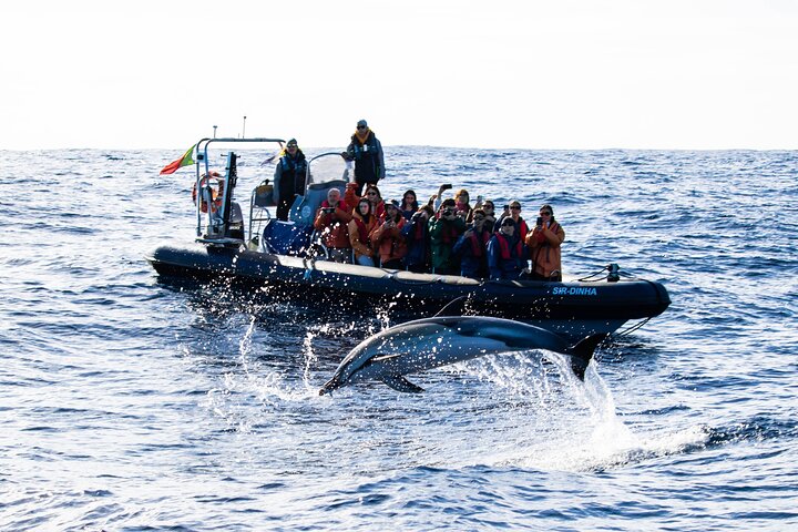 Experimenta emocionantes excursiones de avistamiento de ballenas en Ponta Delgada, Azores, con guías expertos y avistamientos garantizados, foto 7 | wizardtrip