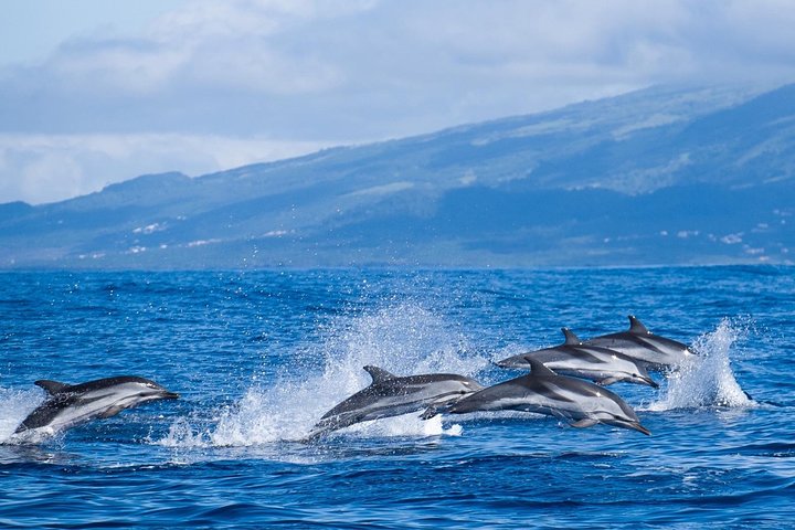 Experimenta emocionantes excursiones de avistamiento de ballenas en Ponta Delgada, Azores, con guías expertos y avistamientos garantizados, foto 9 | wizardtrip