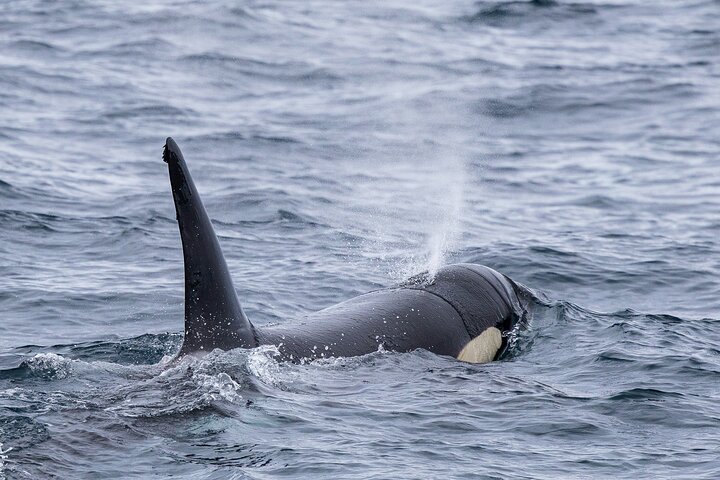 Experimenta emocionantes excursiones de avistamiento de ballenas en Ponta Delgada, Azores, con guías expertos y avistamientos garantizados, foto 10 | wizardtrip