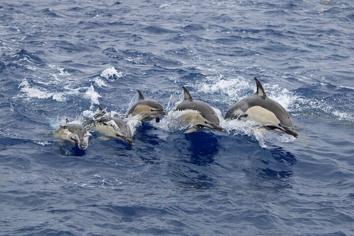 Experimenta emocionantes excursiones de avistamiento de ballenas en Ponta Delgada, Azores, con guías expertos y avistamientos garantizados, foto 11 | wizardtrip