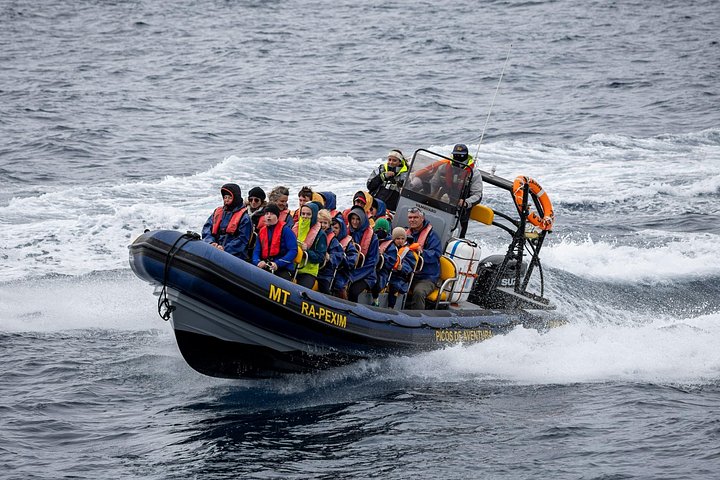 Experimenta emocionantes excursiones de avistamiento de ballenas en Ponta Delgada, Azores, con guías expertos y avistamientos garantizados, foto 12 | wizardtrip