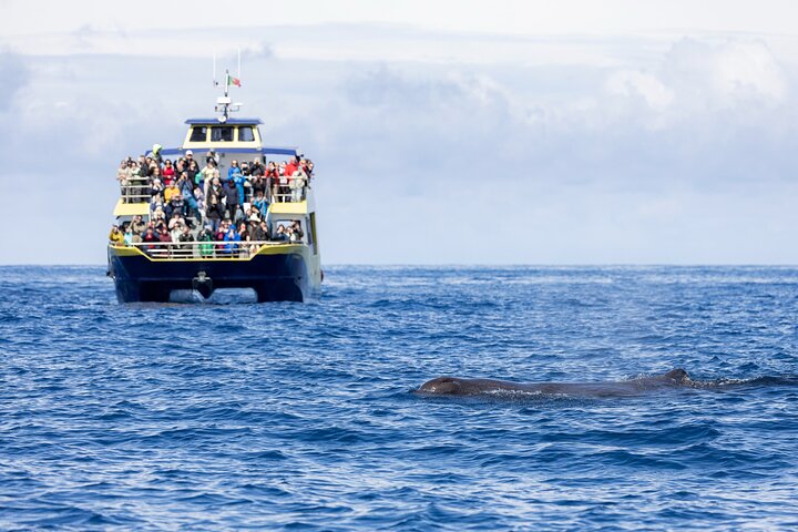 Experimenta emocionantes excursiones de avistamiento de ballenas en Ponta Delgada, Azores, con guías expertos y avistamientos garantizados, foto 14 | wizardtrip