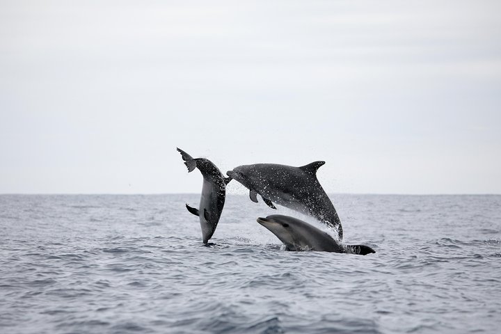Experimenta emocionantes excursiones de avistamiento de ballenas en Ponta Delgada, Azores, con guías expertos y avistamientos garantizados, foto 15 | wizardtrip