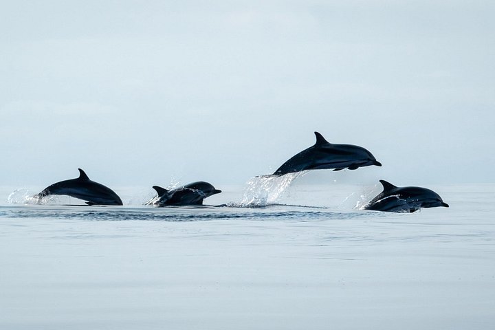 Experimenta emocionantes excursiones de avistamiento de ballenas en Ponta Delgada, Azores, con guías expertos y avistamientos garantizados, foto 16 | wizardtrip