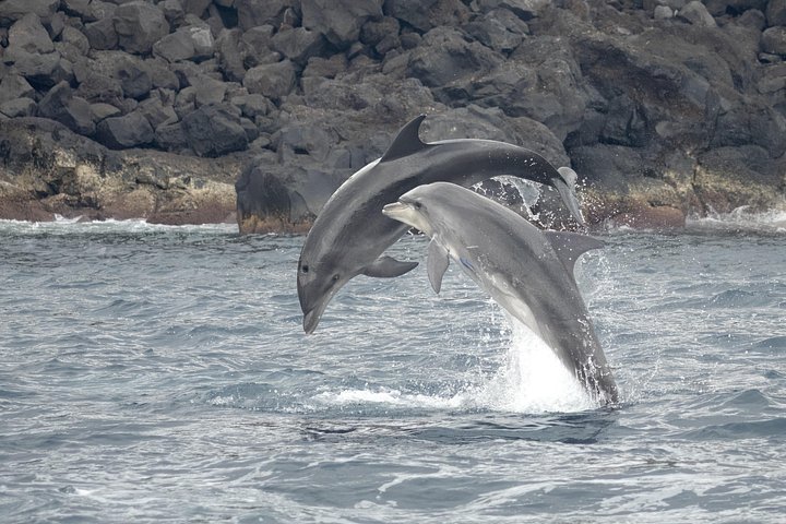 Experimenta emocionantes excursiones de avistamiento de ballenas en Ponta Delgada, Azores, con guías expertos y avistamientos garantizados, foto 17 | wizardtrip