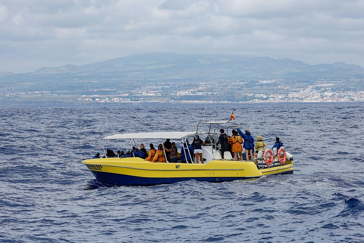 Experimenta emocionantes excursiones de avistamiento de ballenas en Ponta Delgada, Azores, con guías expertos y avistamientos garantizados, foto 19 | wizardtrip