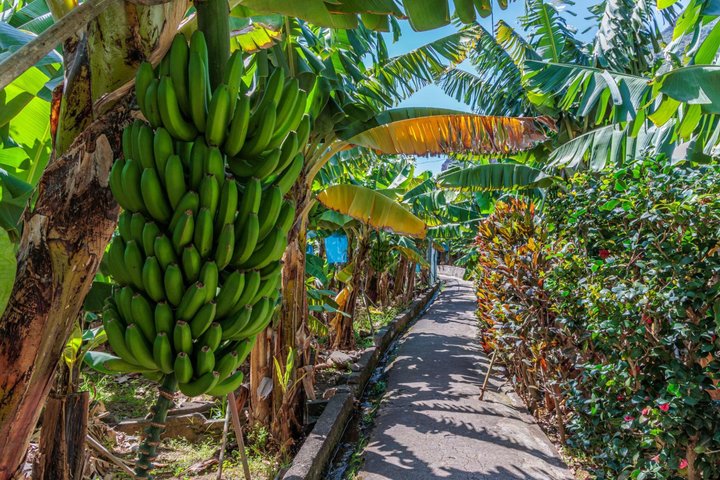 Tweedaagse eilandtour op Madeira, Portugal, met diverse landschappen, dorpjes en natuurlijke attracties, foto 17 | wizardtrip