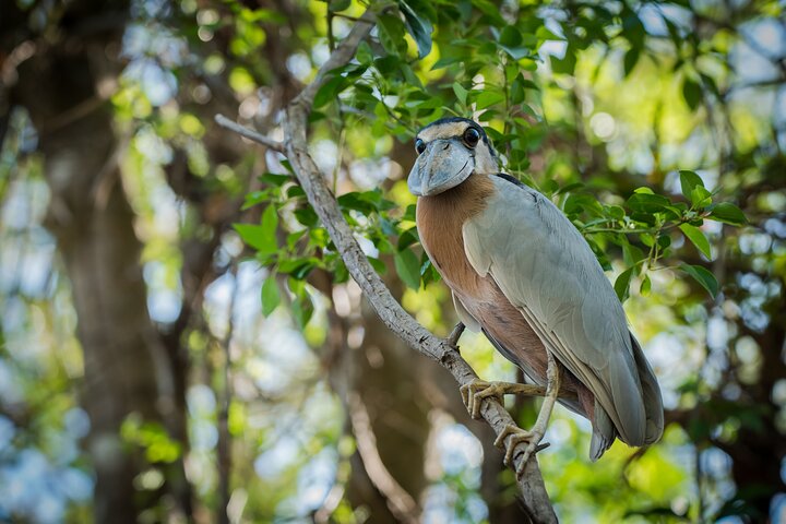 Bådtur i naturen i Palo Verde Nationalpark, Guanacaste, Costa Rica, foto 7 | wizardtrip
