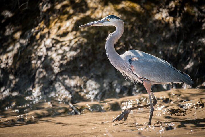 Bådtur i naturen i Palo Verde Nationalpark, Guanacaste, Costa Rica, foto 8 | wizardtrip