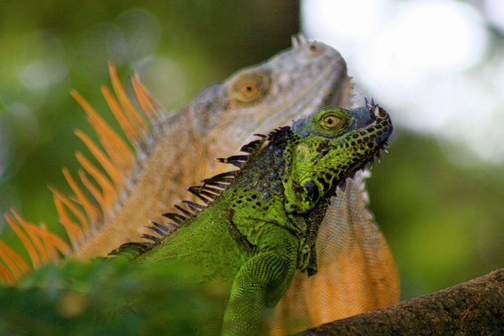 Bådtur i naturen i Palo Verde Nationalpark, Guanacaste, Costa Rica, foto 10 | wizardtrip