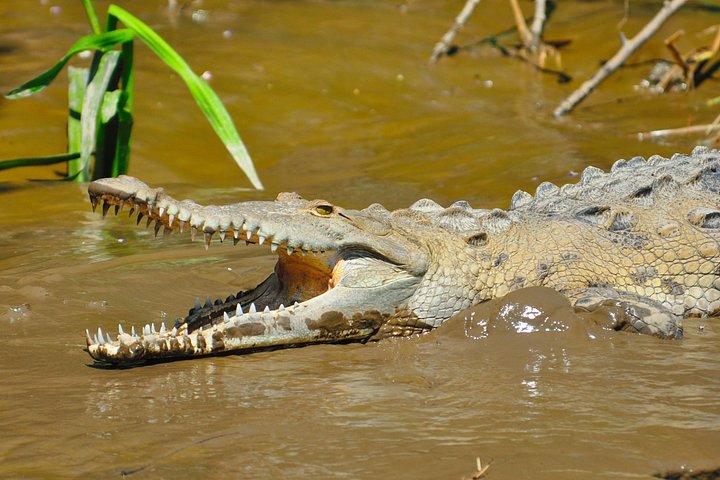 Bådtur i naturen i Palo Verde Nationalpark, Guanacaste, Costa Rica, foto 11 | wizardtrip