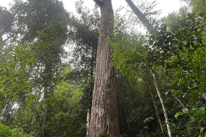 Wandern Sie durch üppigen Dschungel zu ruhigen Tempeln und genießen Sie den Panoramablick auf die Stadt vom Doi Suthep in Chiang Mai, Foto 34 | wizardtrip