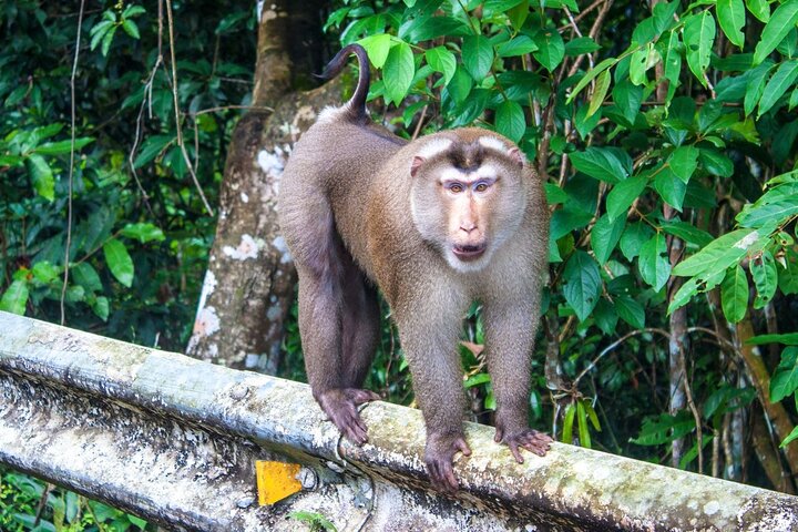 Khao Yai Nationalpark Tagestour ab Bangkok | wizardtrip