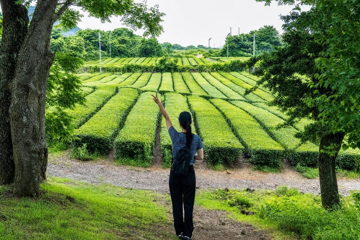 Tour UNESCO dell'isola di Jeju con villaggi tradizionali, paesaggi naturali e siti culturali, foto 23 | wizardtrip