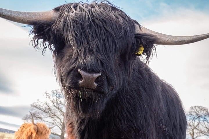 En naturskjønn tur av skotske slott, slagmarker og Loch Ness, inkludert Cawdor Castle og Culloden, foto 7 | wizardtrip