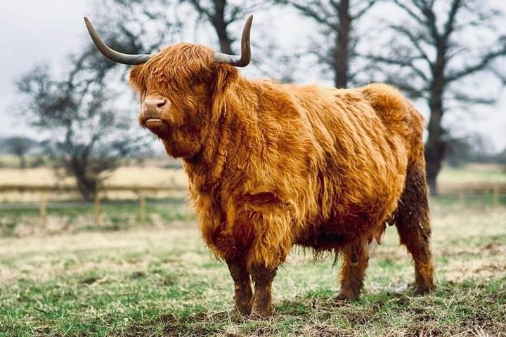En naturskjønn tur av skotske slott, slagmarker og Loch Ness, inkludert Cawdor Castle og Culloden, foto 8 | wizardtrip