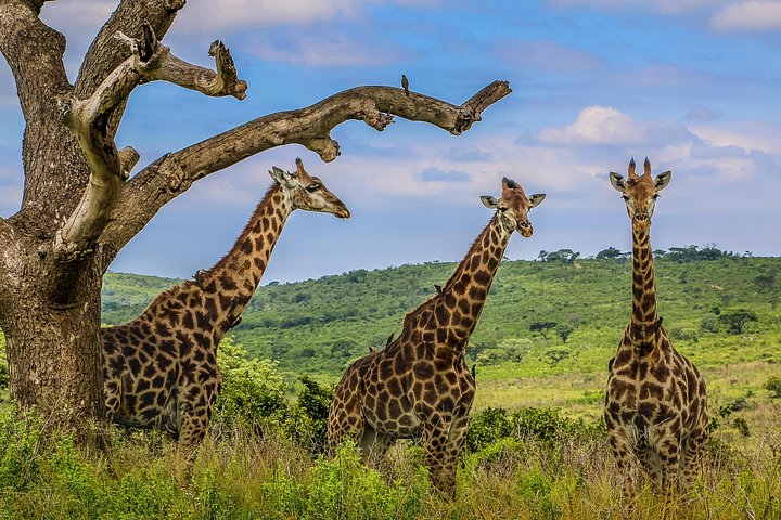 Heldags Big 5 safari tur i Hluhluwe-Imfolozi Park, Sør-Afrika, foto 6 | wizardtrip