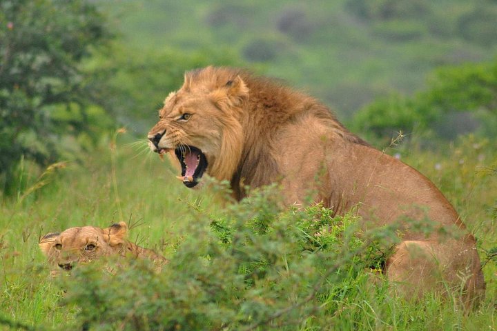 Heldags Big 5 safari tur i Hluhluwe-Imfolozi Park, Sør-Afrika, foto 9 | wizardtrip