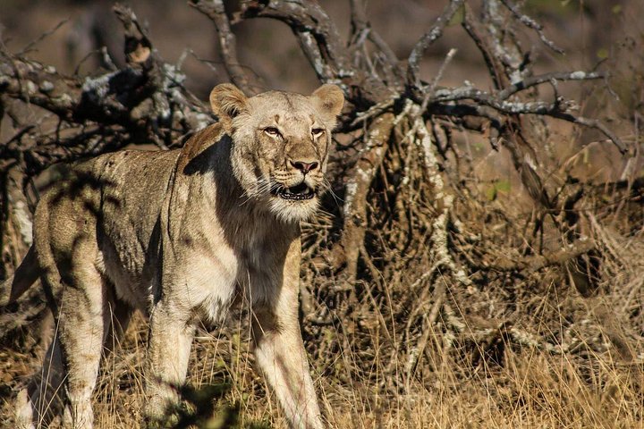 Heldags Big 5 safari tur i Hluhluwe-Imfolozi Park, Sør-Afrika, foto 11 | wizardtrip