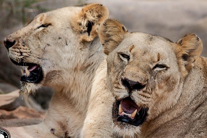Heldags Big 5 safari tur i Hluhluwe-Imfolozi Park, Sør-Afrika, foto 12 | wizardtrip
