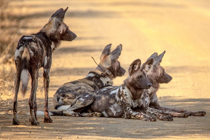 Heldags Big 5 safari tur i Hluhluwe-Imfolozi Park, Sør-Afrika, foto 13 | wizardtrip