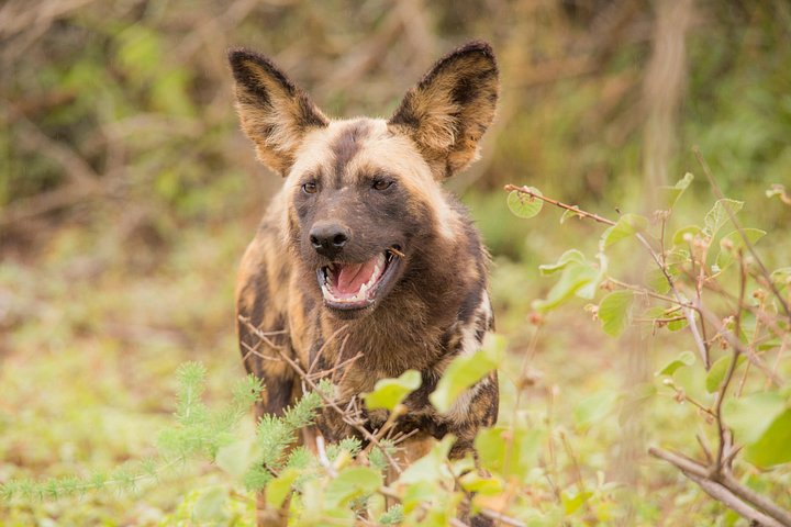 Heldags Big 5 safari tur i Hluhluwe-Imfolozi Park, Sør-Afrika, foto 14 | wizardtrip