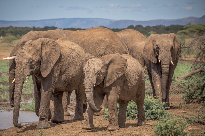 Heldags Big 5 safari tur i Hluhluwe-Imfolozi Park, Sør-Afrika, foto 15 | wizardtrip