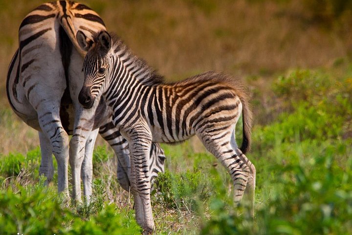 Heldags Big 5 safari tur i Hluhluwe-Imfolozi Park, Sør-Afrika, foto 17 | wizardtrip