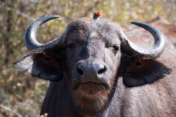 Heldags Big 5 safari tur i Hluhluwe-Imfolozi Park, Sør-Afrika, foto 18 | wizardtrip