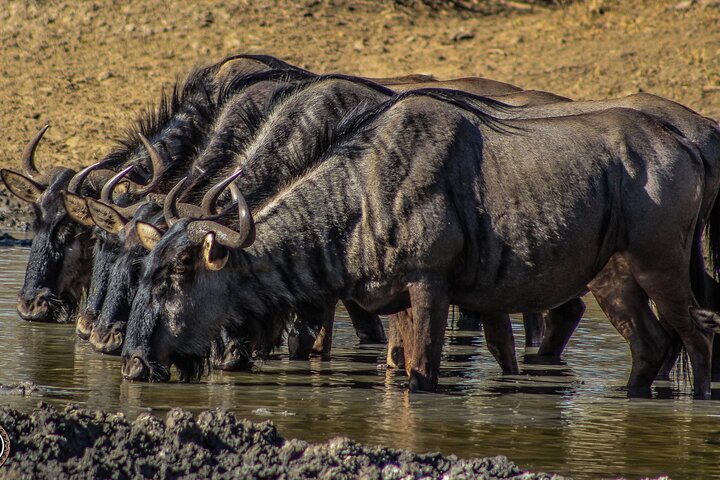 Heldags Big 5 safari tur i Hluhluwe-Imfolozi Park, Sør-Afrika, foto 19 | wizardtrip